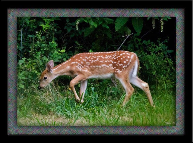 Framed spotted fawn