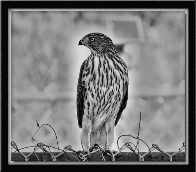 Framed Black & White Sharp-shinned Hawk