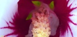 Looking down the throat of a Rose of Sharon Flower